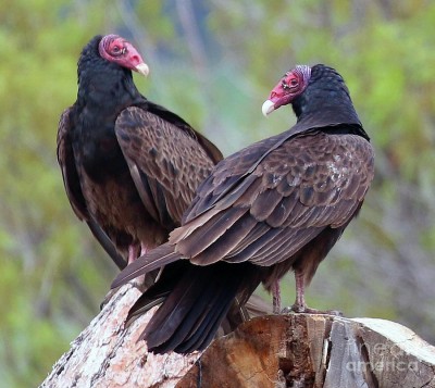 turkey-vulture-pair-angela-koehler.jpg